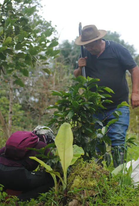 De la microbiología al cultivo del café