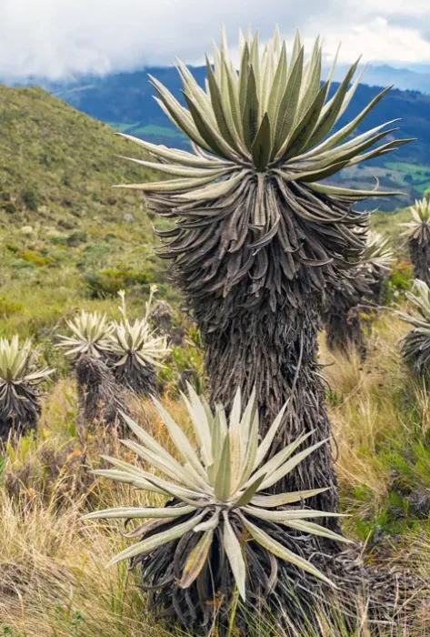 Colombia, ante el reto de restaurar el 30% de sus ecosistemas degradados 
